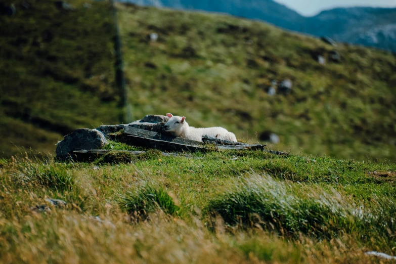 a sheep lays on a sled in a grassy meadow