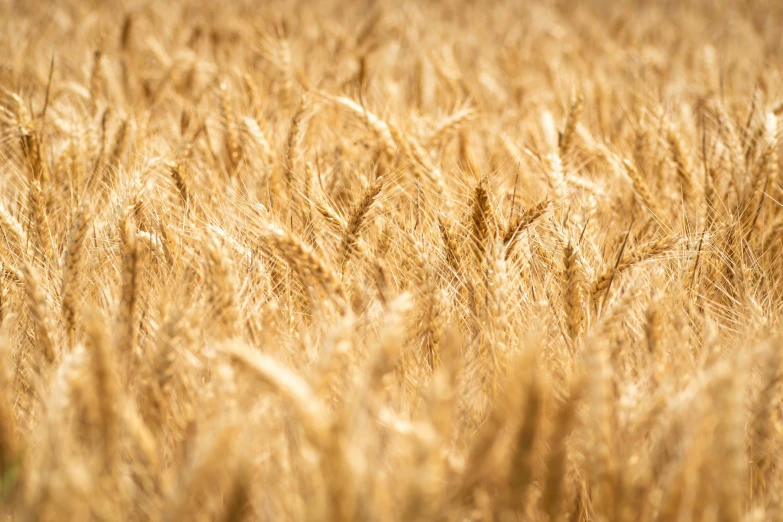 some dry grass in an open field and sunlight