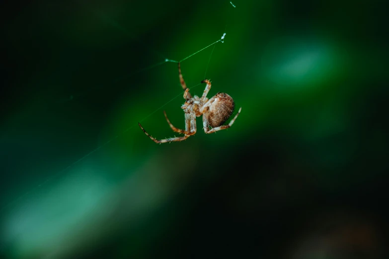 there is a spider that has its front legs in the web