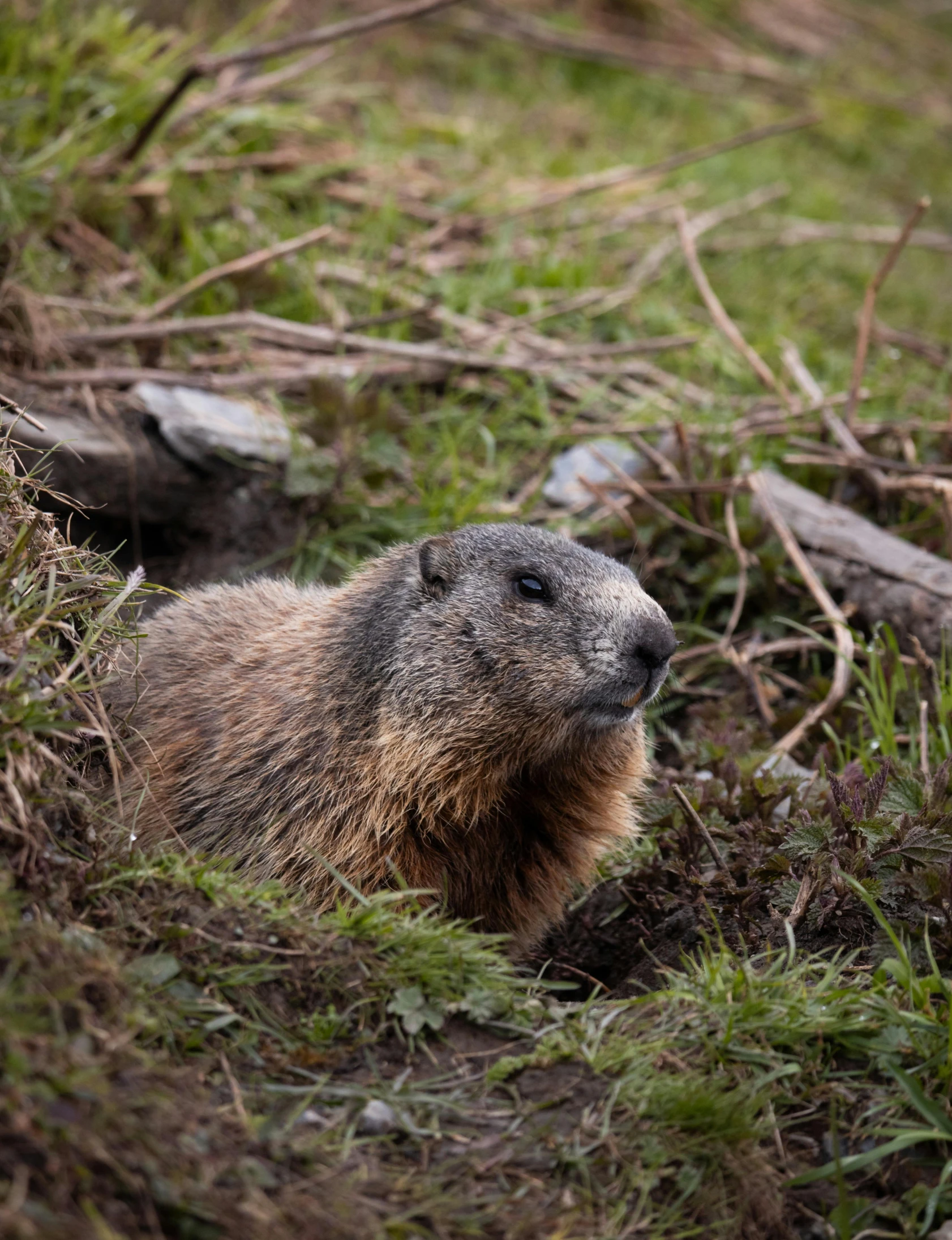 a marmot standing in the grass on the ground