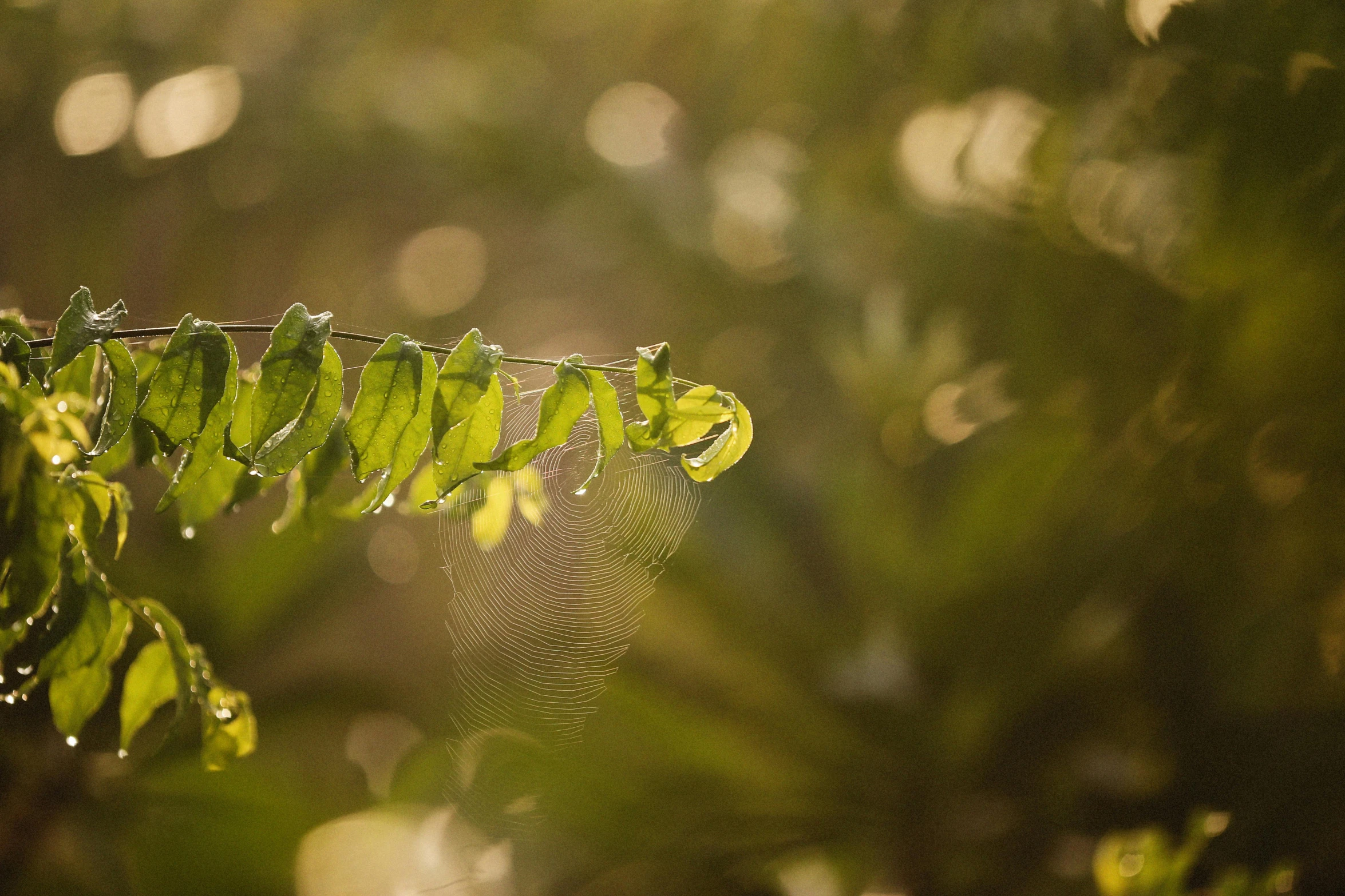 a fern leaf in the morning light hanging from a nch