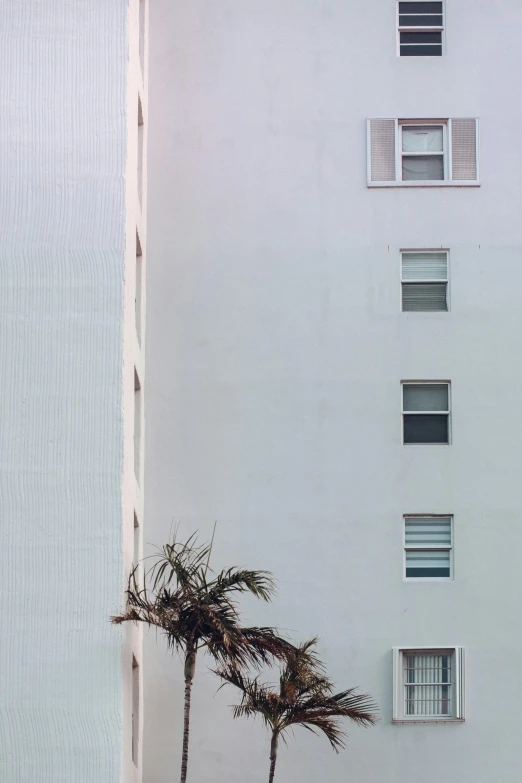 a white building with windows on each side and a couple of palm trees in front of it