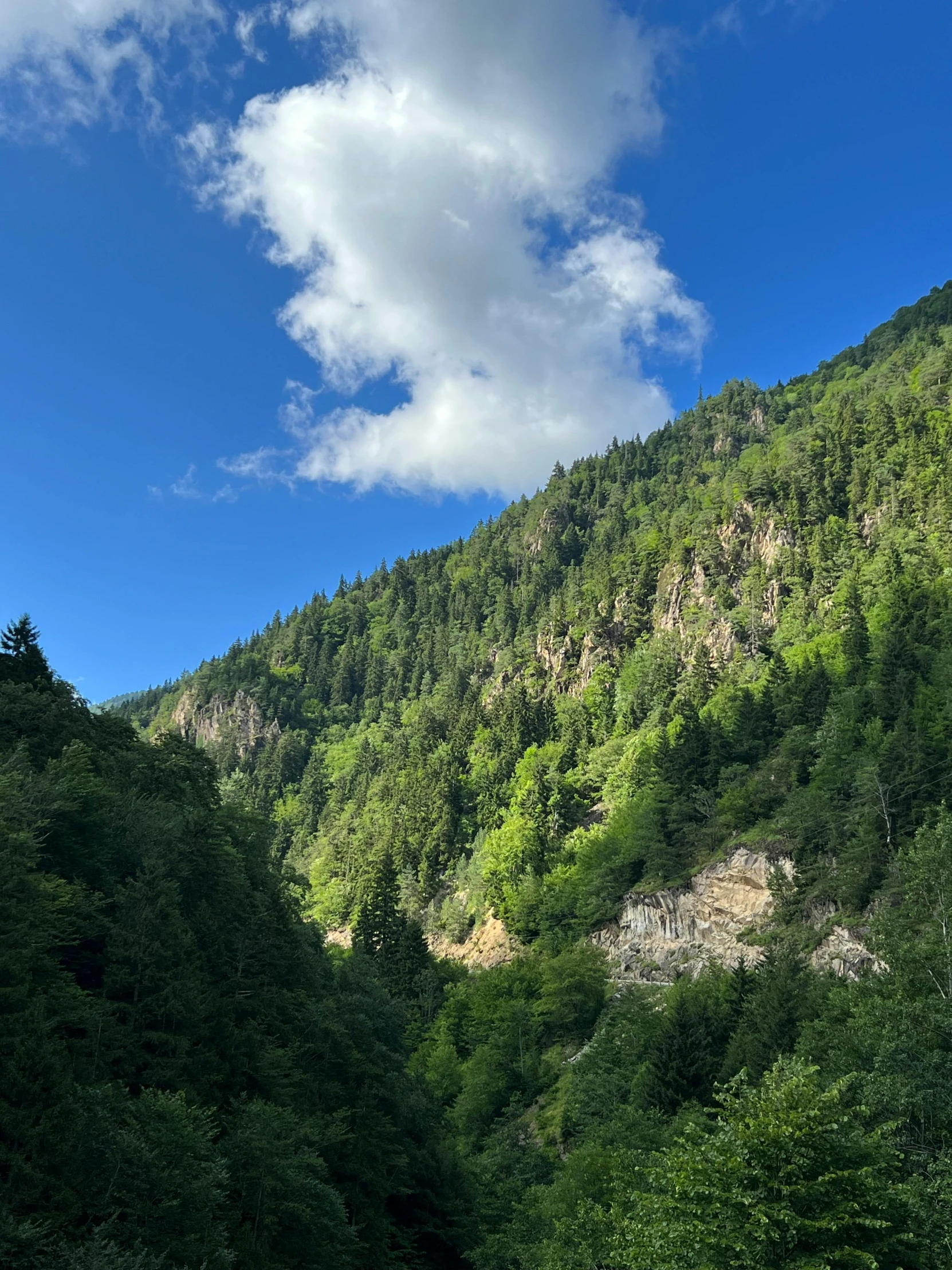 a very green forest on the side of a mountain