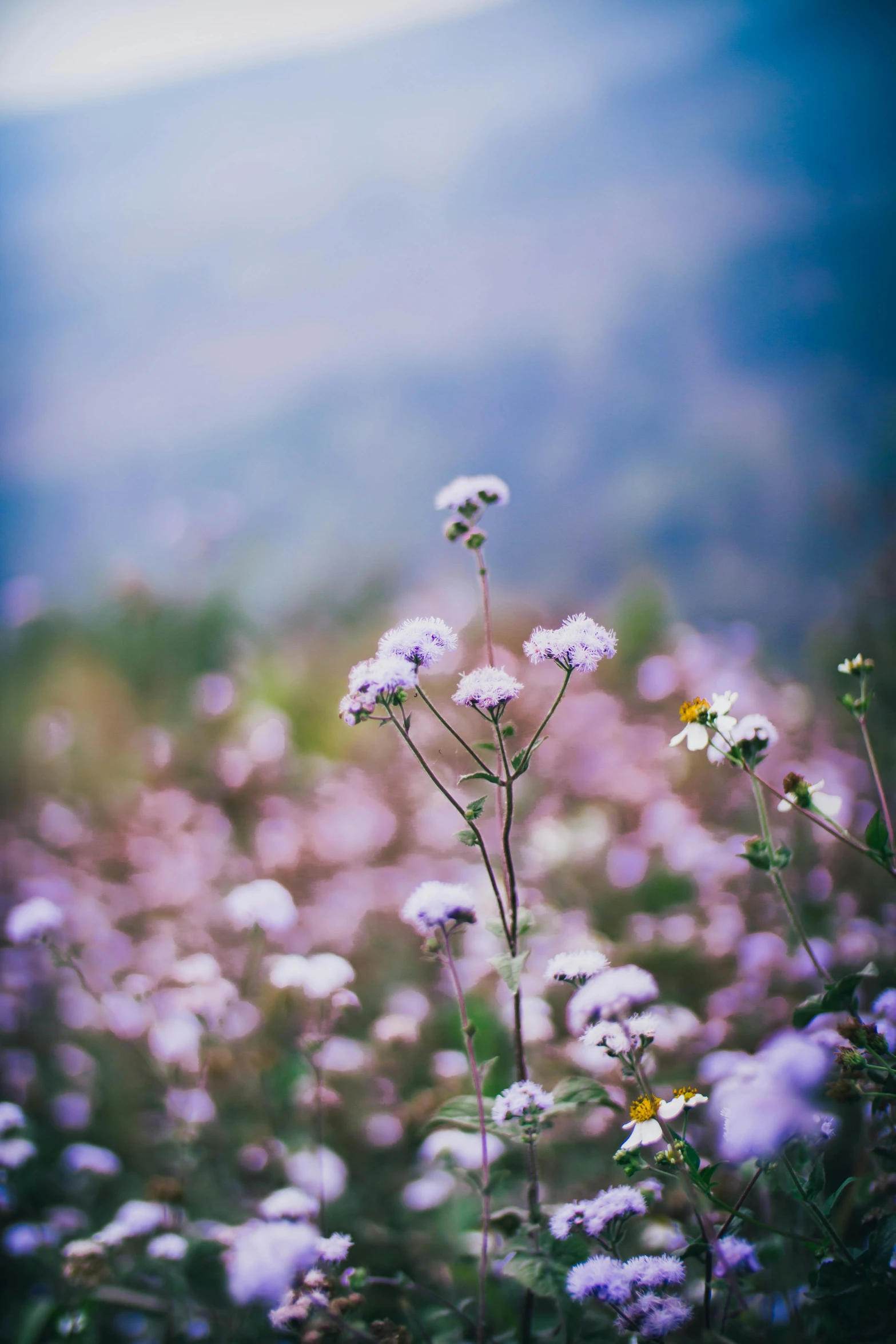 small purple and white flowers are growing close together