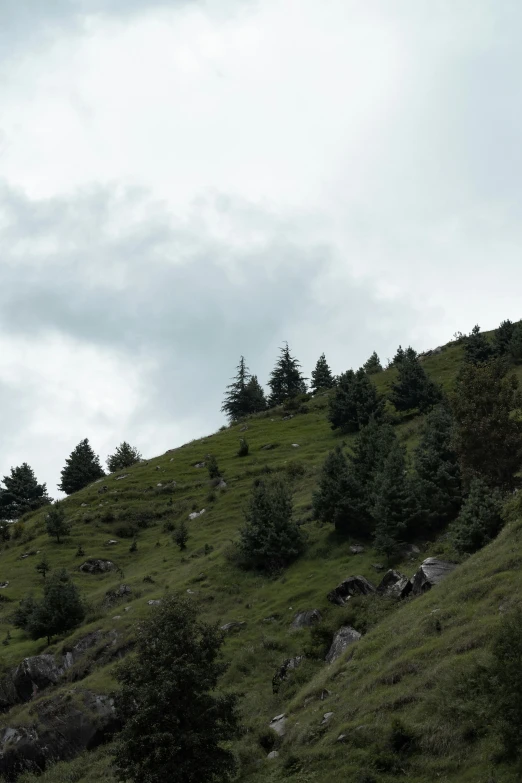 an animal on a grassy hill near trees