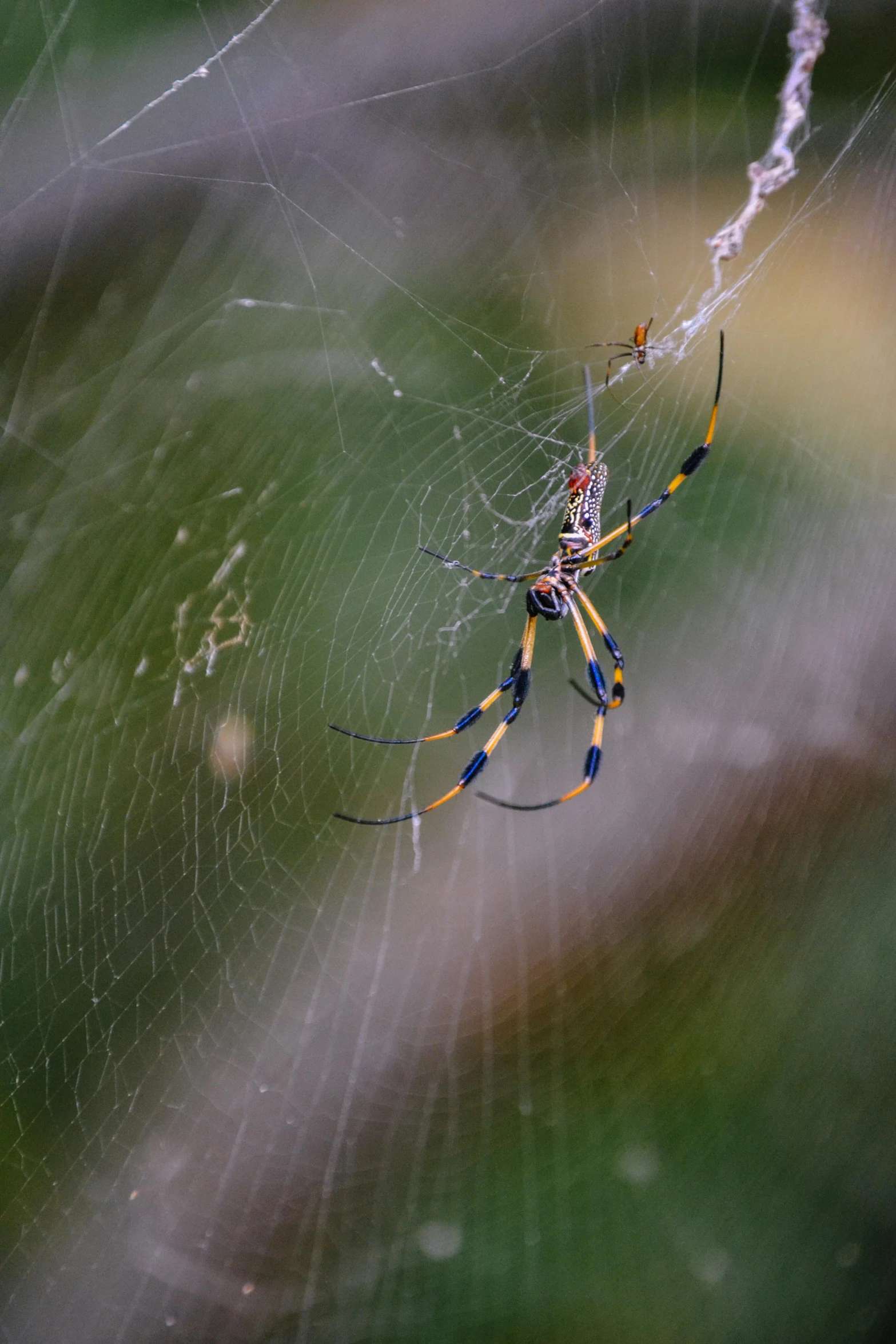 a close up of a large spider on its web