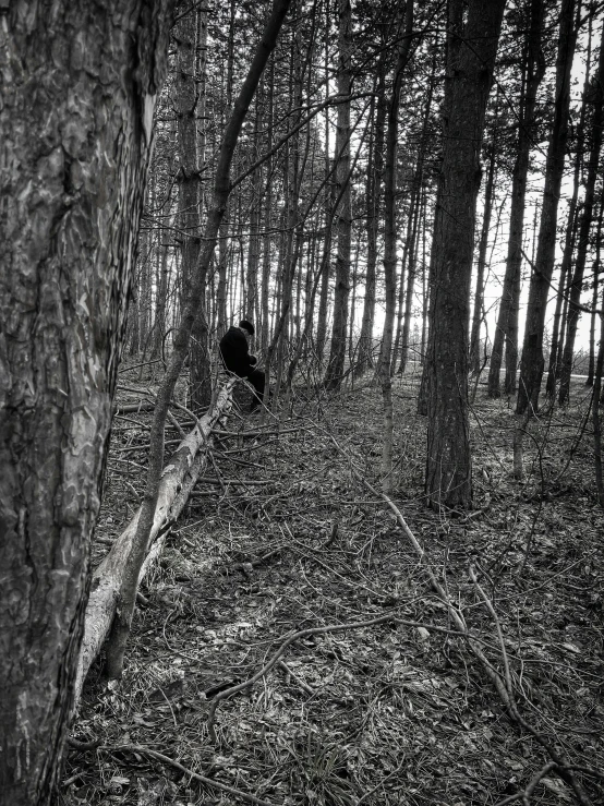 a bird in a black and white forest