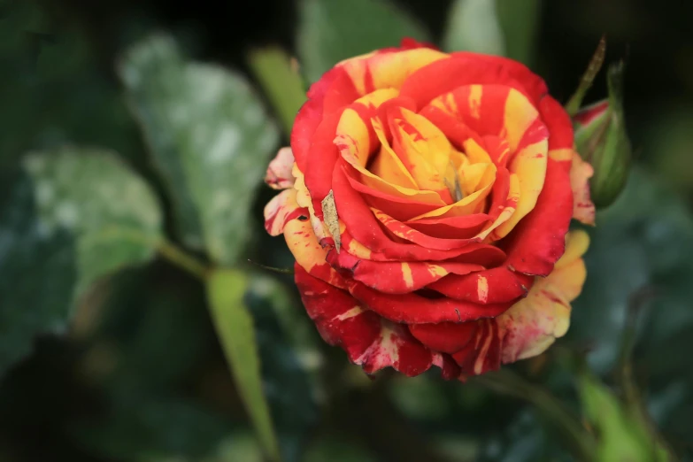 a bright red and yellow rose in front of green leaves