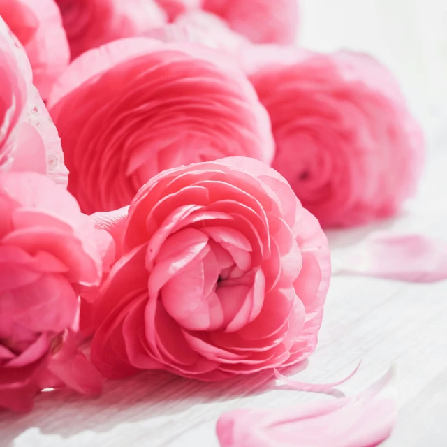 several pink flower petals floating on water