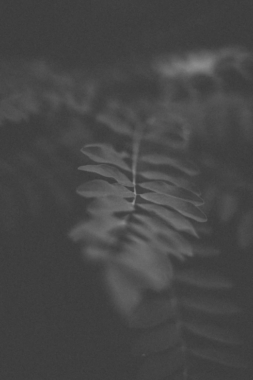 a black and white po of some plants