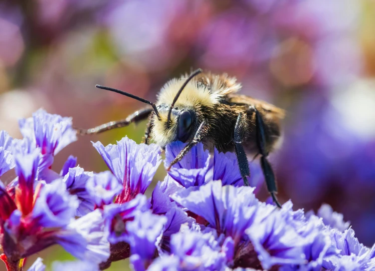 a close up view of a bee that is on the flower