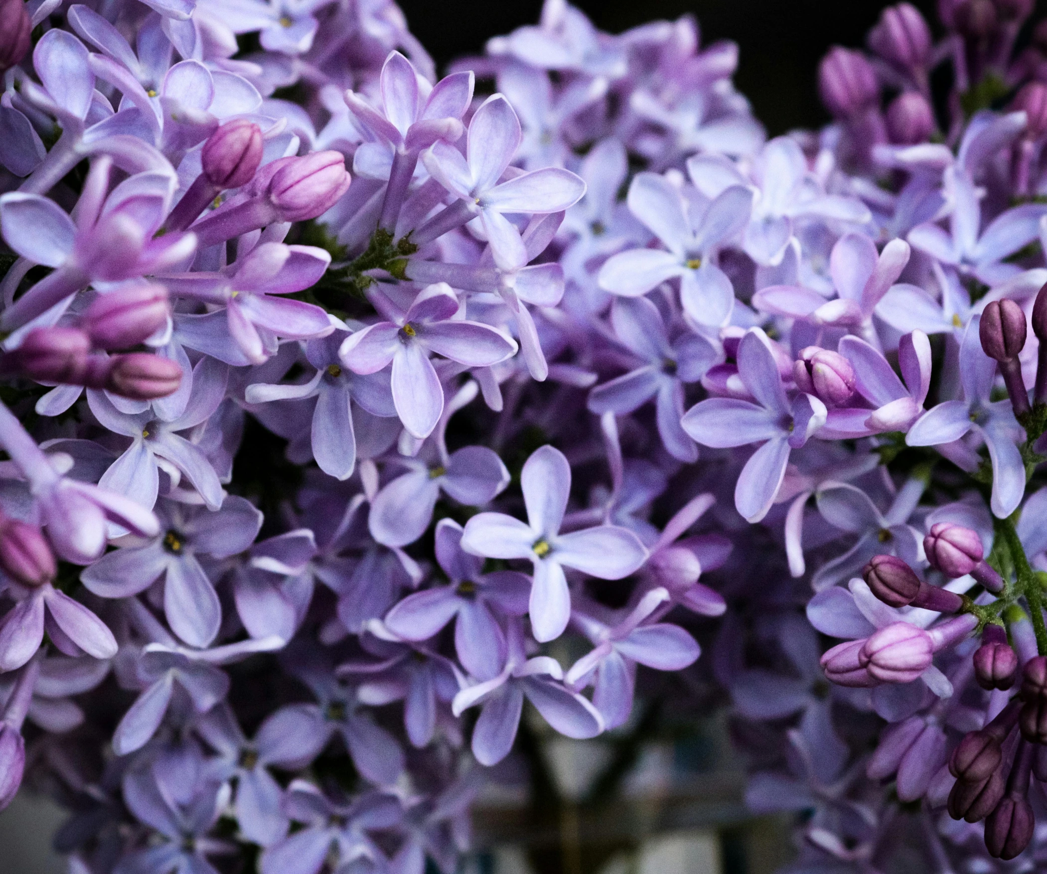 a vase full of purple flowers is shown