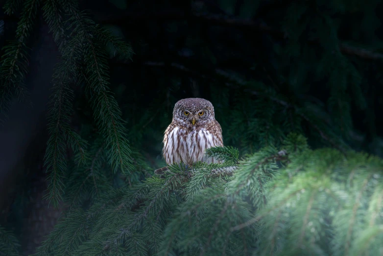 an owl sits on top of a pine tree nch