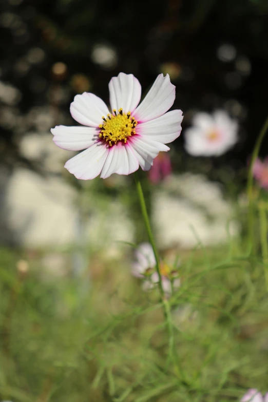 a close up of a white flower near some grass