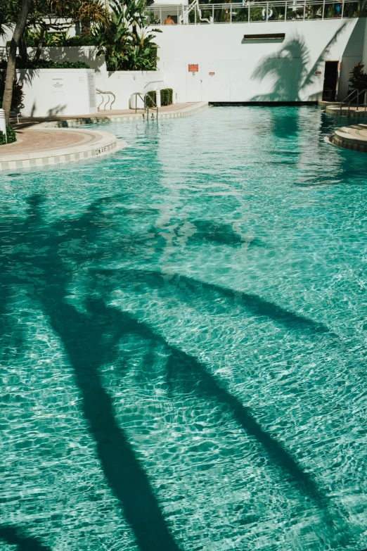 a very clean swimming pool with a palm tree