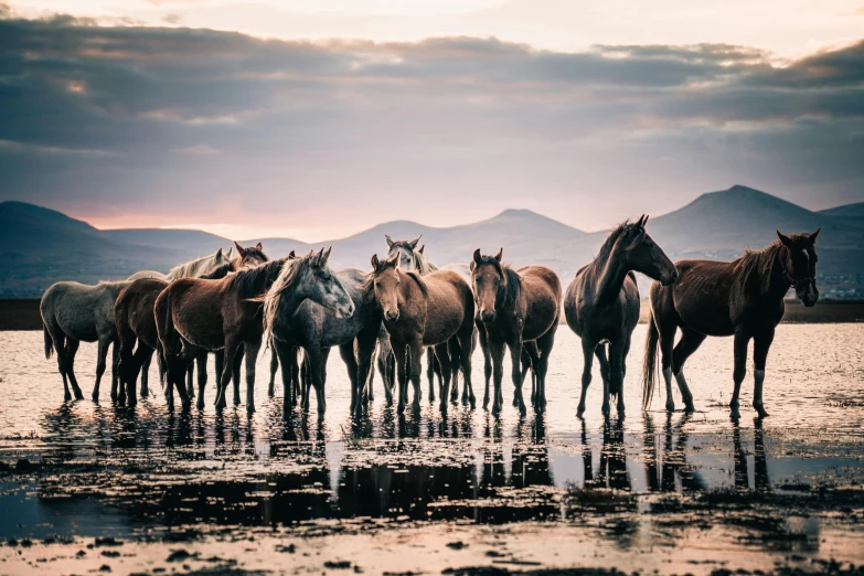 the horses stand in the water together