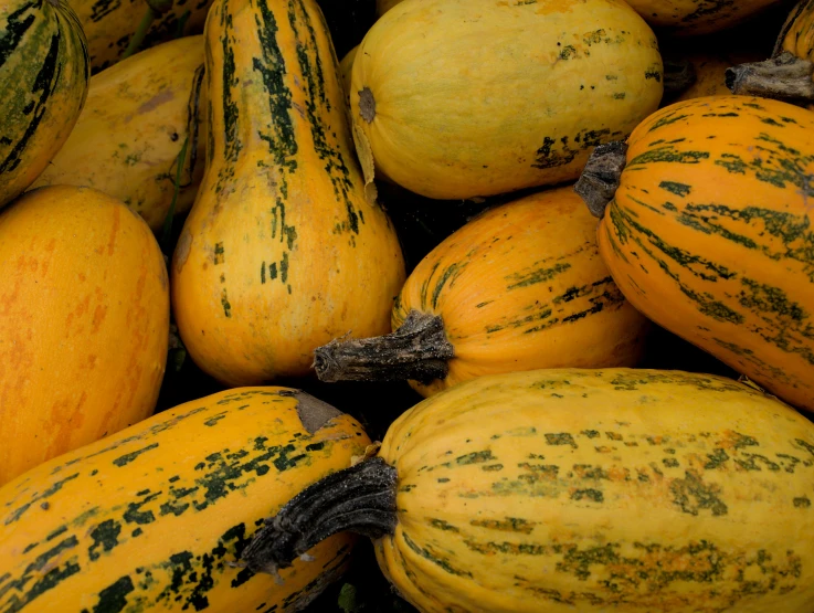 there are many yellow squash that are still on display