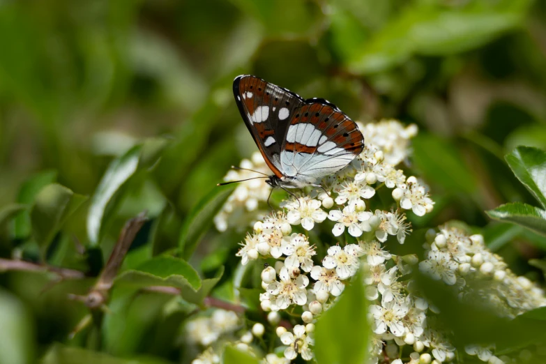 a small erfly sitting on top of a plant