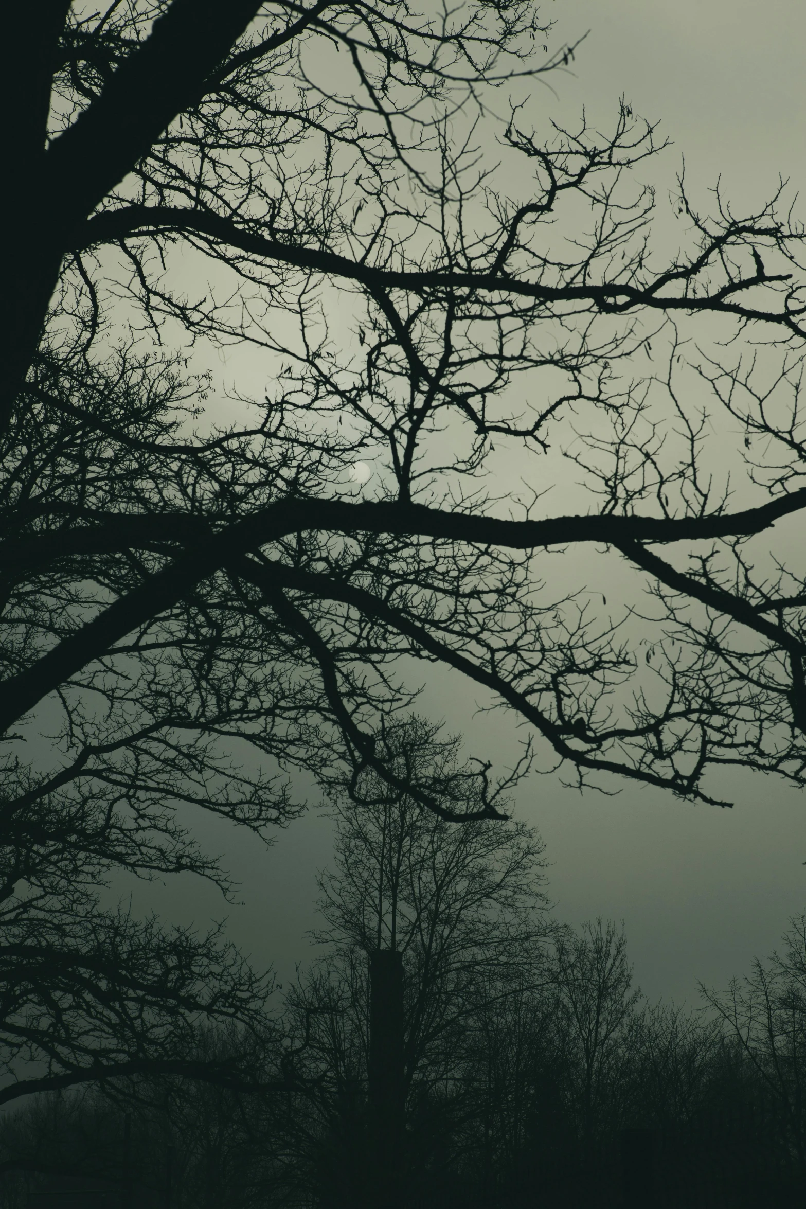 a bare tree in the rain on an overcast day