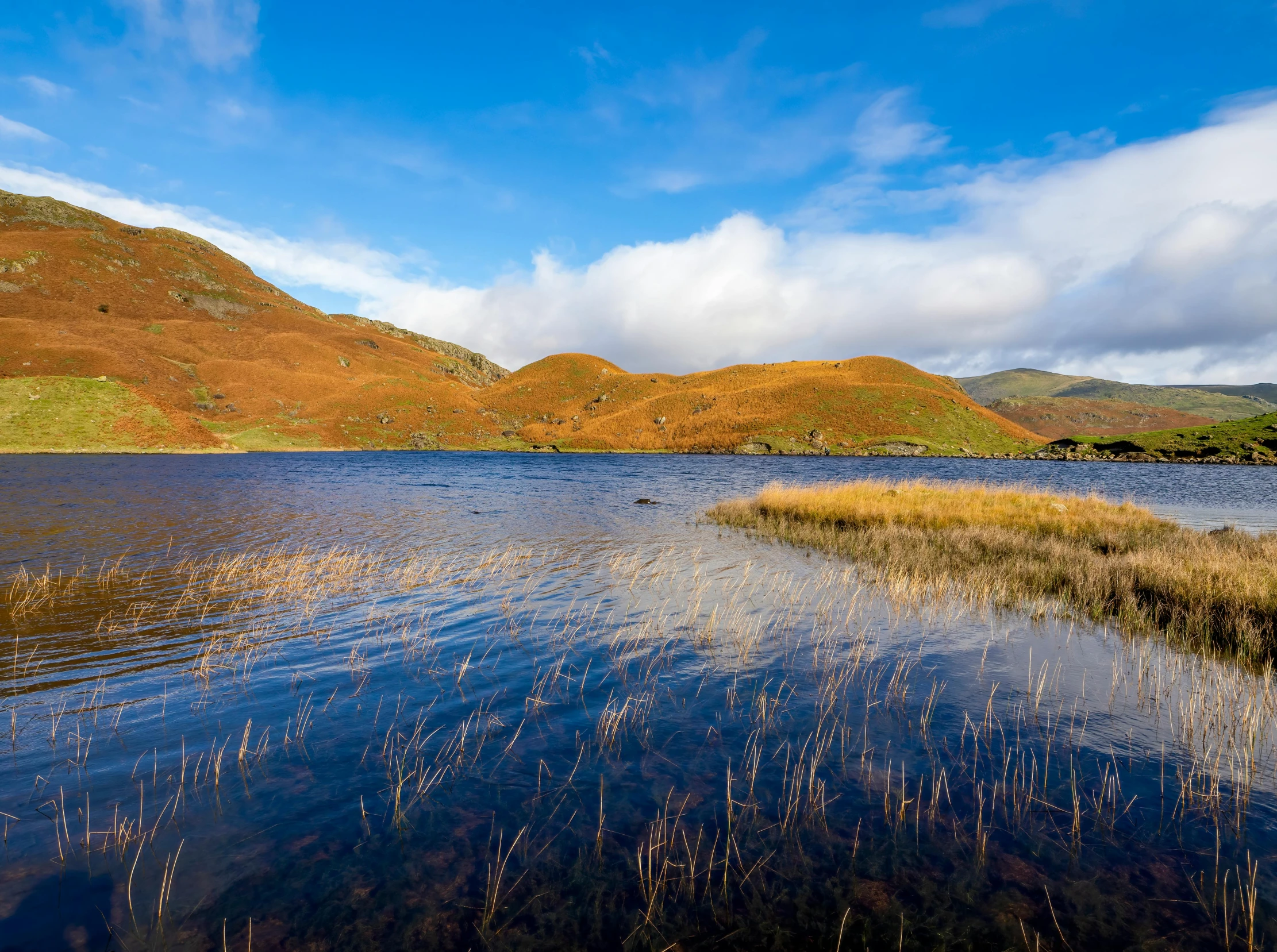 the grass is in the shallow, water, and under the sky