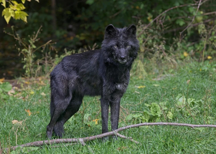 a close up of a black dog in a field