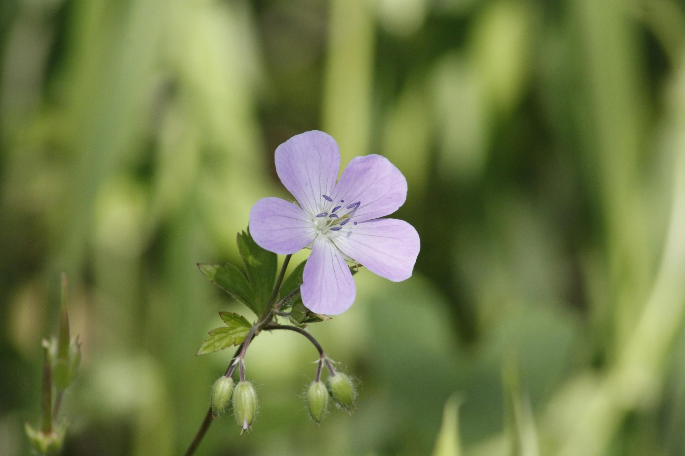 a close up of a flower with green foliage