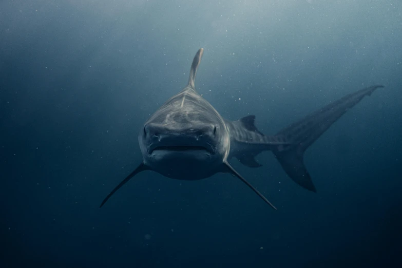 a great white shark is pictured under water