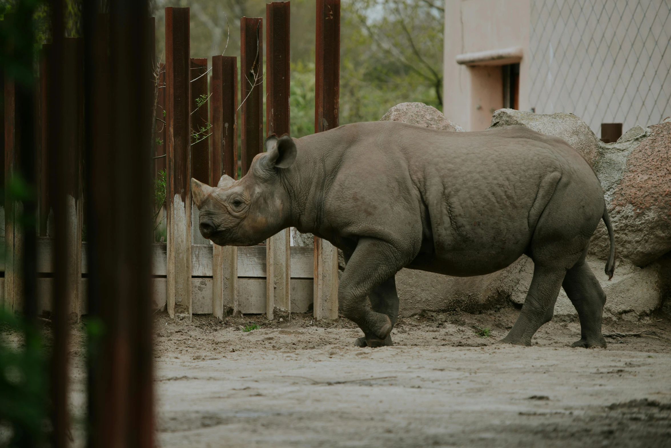 the rhino is walking in his enclosure at the zoo