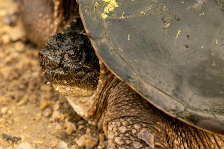 an enormous tortoise crawling on the ground, next to a man