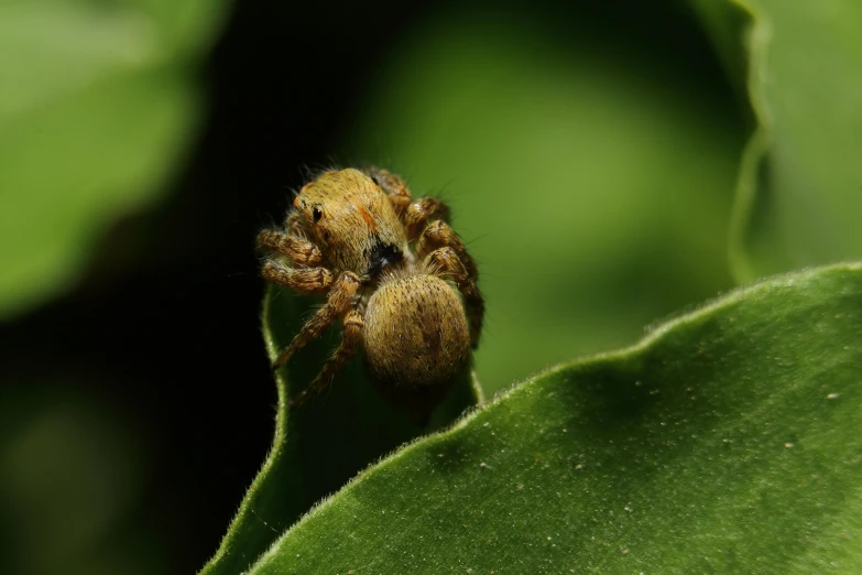 a spider on a green leaf looks into the camera lens