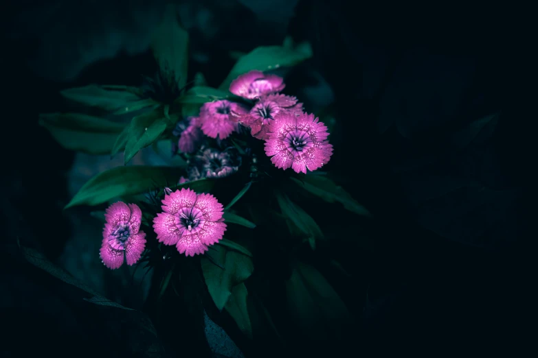 a bouquet of purple flowers sitting on top of leaves