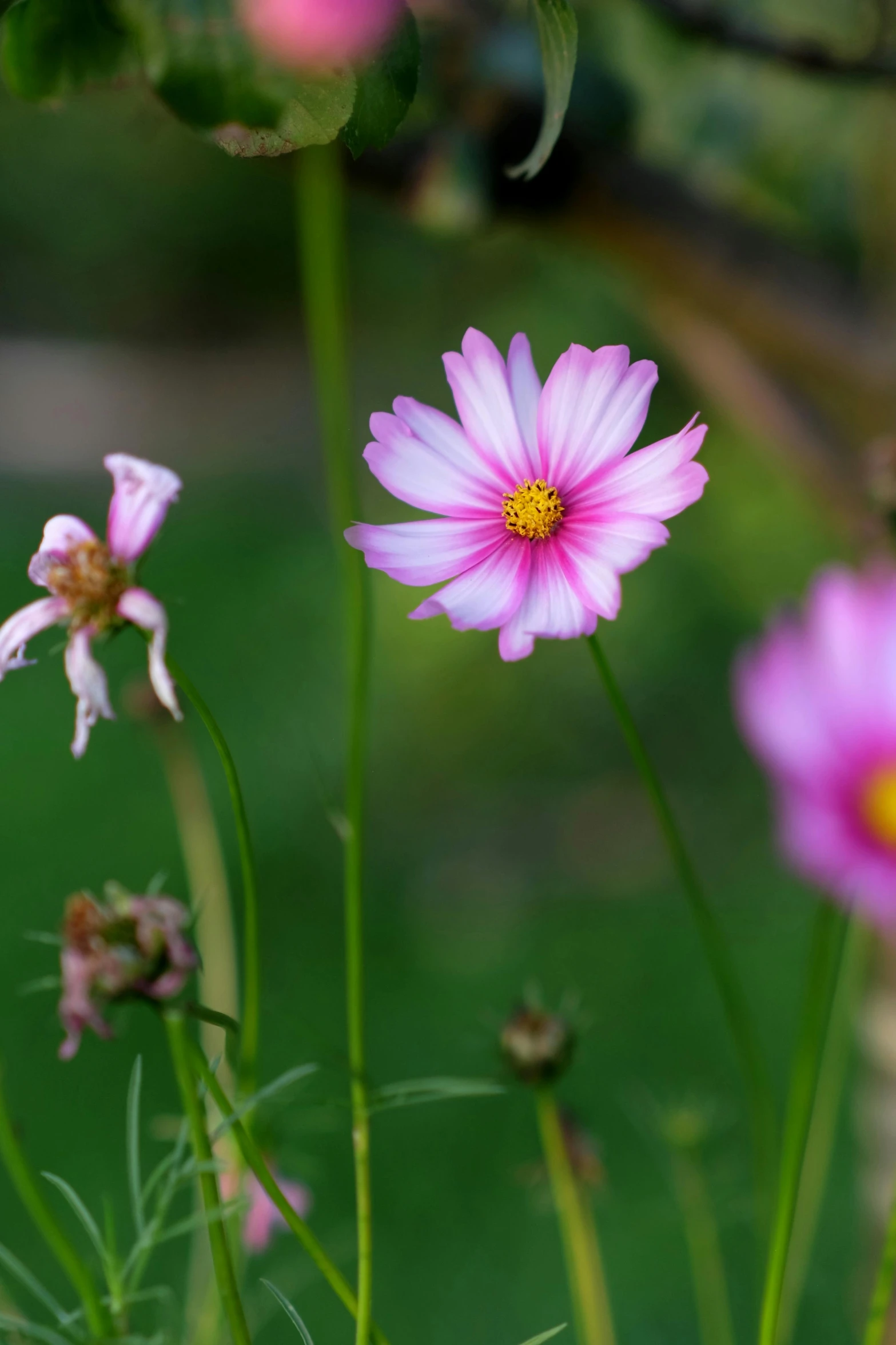 close up of a pink daisy flower with another flower in the background