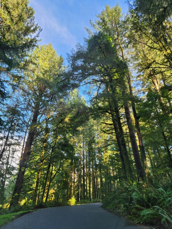 a car is riding in the middle of a street surrounded by tall trees