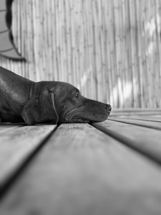 a small black and white dog is laying on the floor