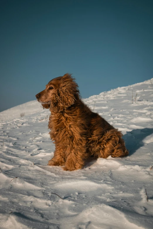 a dog sitting in the snow looking to its left