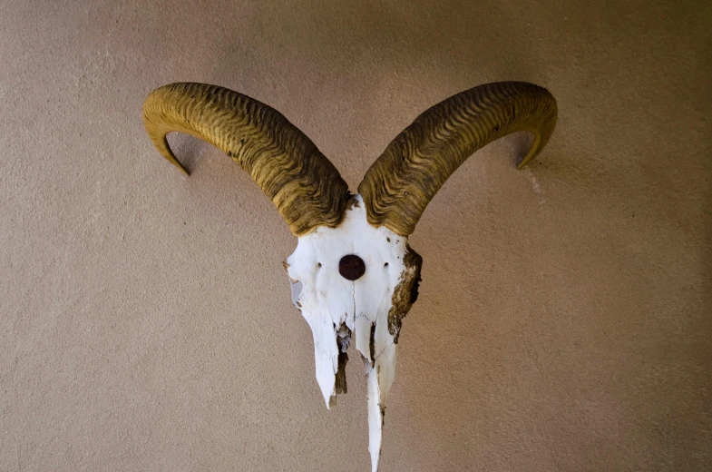 an animal head with a horn on a wall