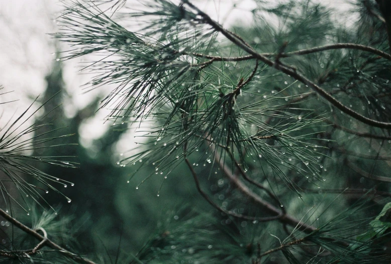 a nch in the rain with drops of water on it