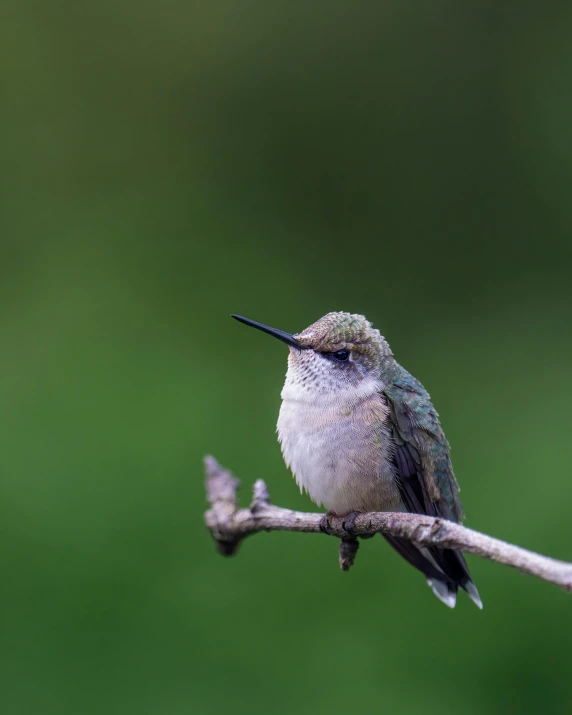 a bird sits on a tree nch next to the camera