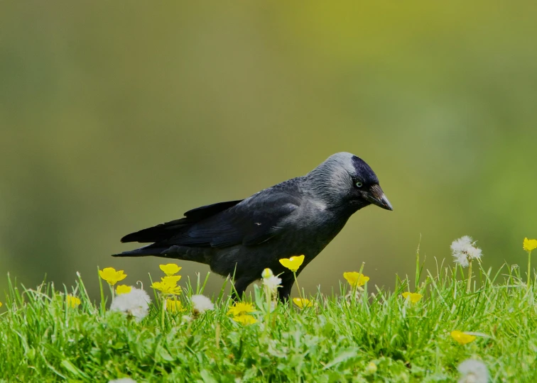 a bird that is sitting in the grass and flowers