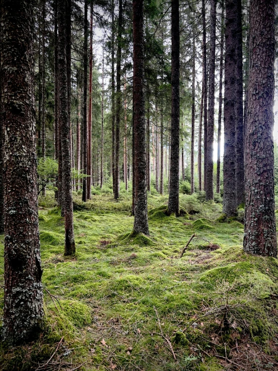 a forest filled with lots of tall pine trees