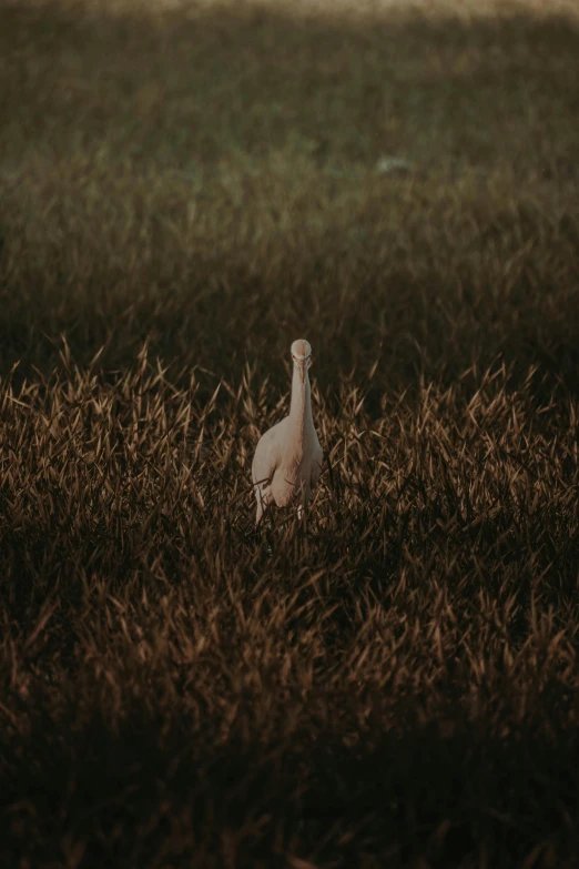 a white bird standing in the grass next to a forest