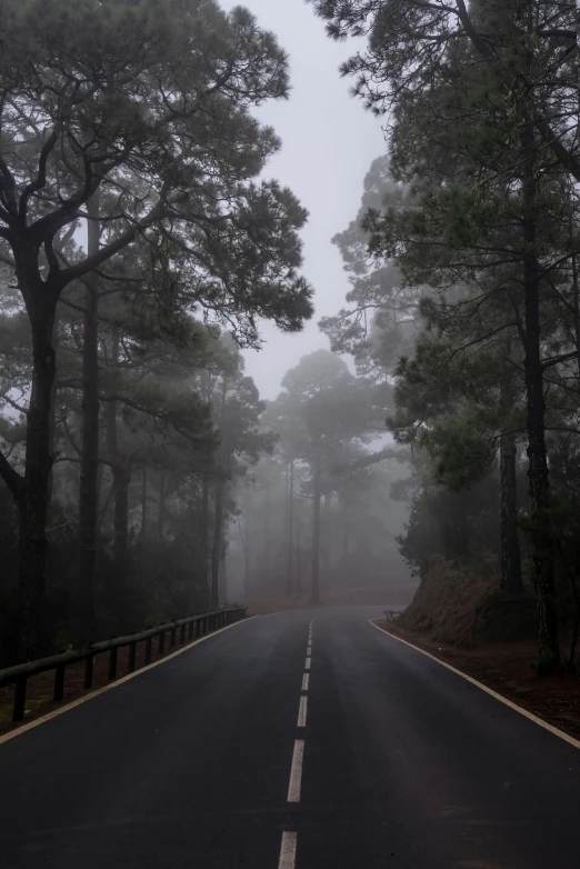 the fog is low and still covering the trees