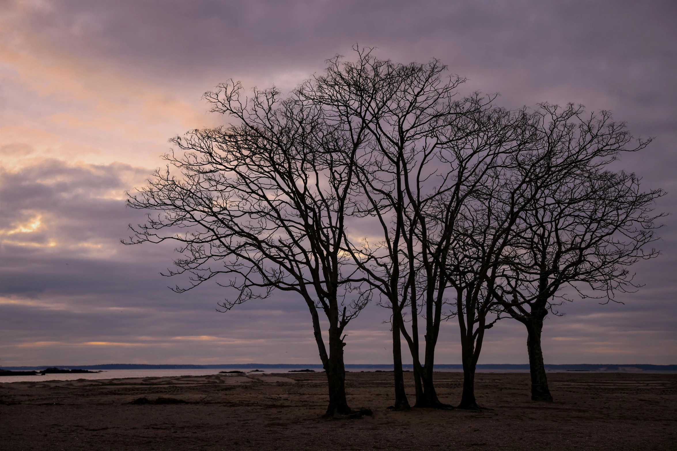 two trees against the cloudy sky on a beach