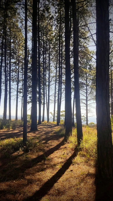 the trees are silhouetted by the sun's rays