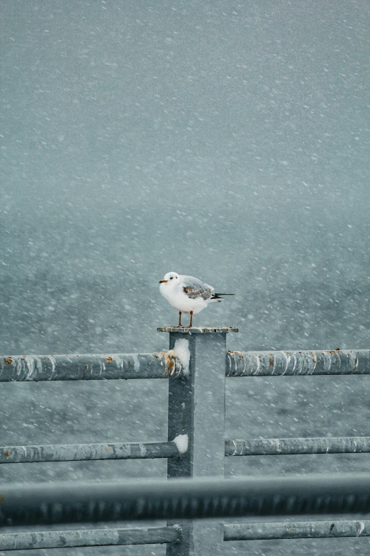 bird sitting on top of metal railing near ocean