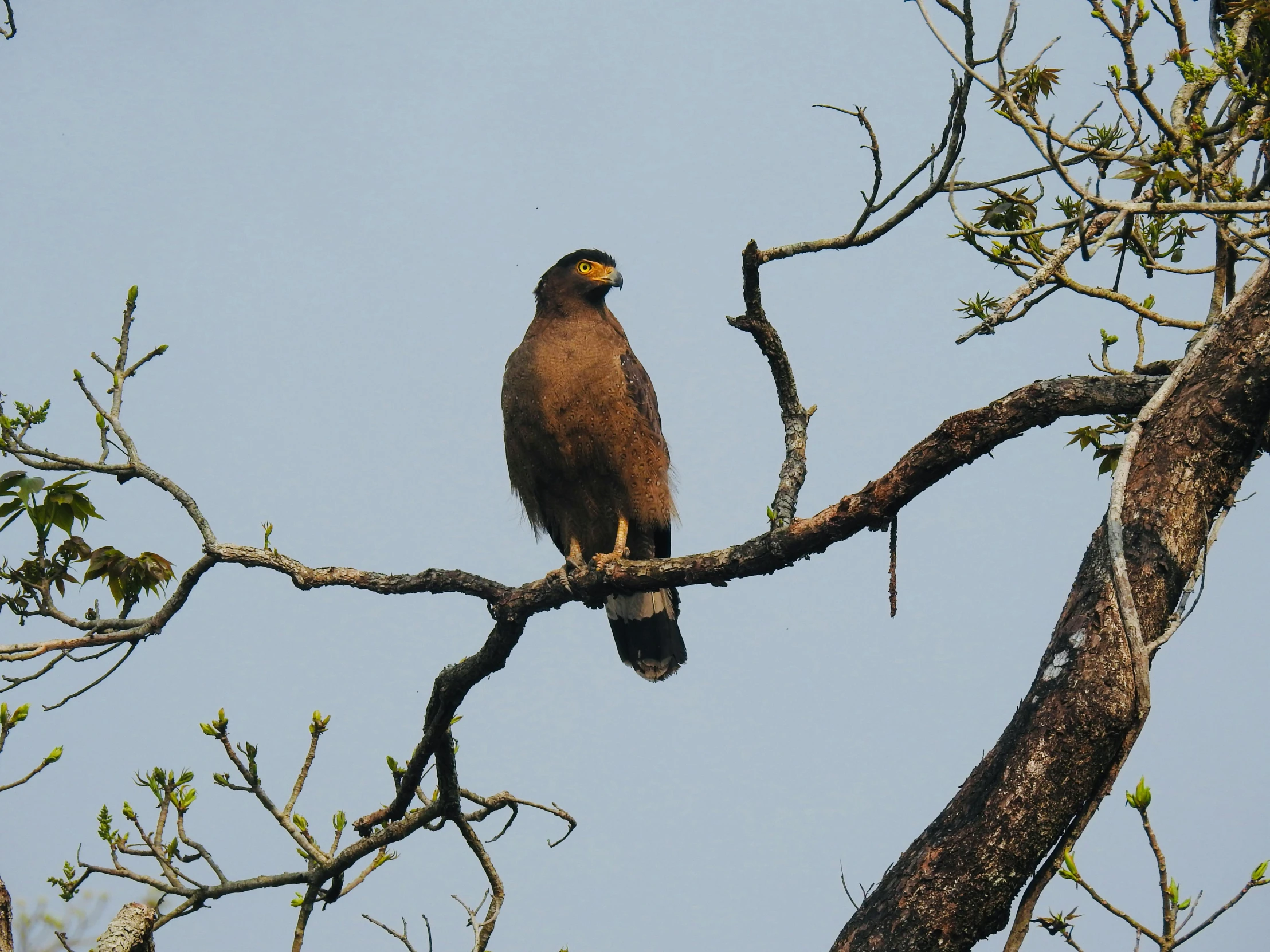 there is a bird perched on a tree nch