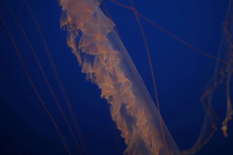 an underwater jelly is hanging upside down