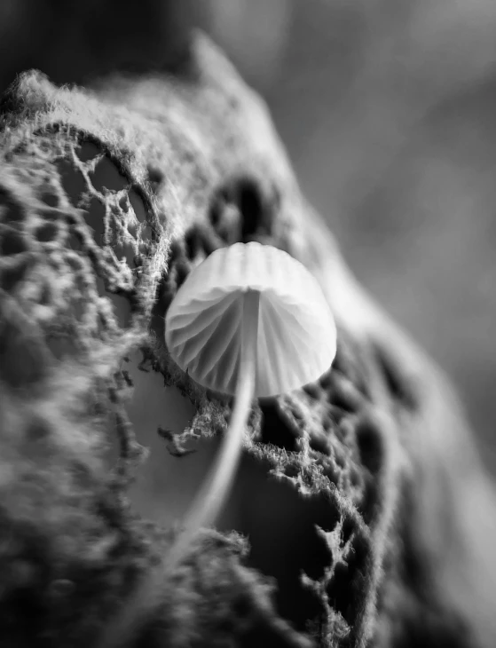 a small white parasol inside a black and white pograph