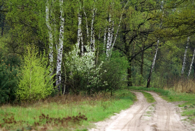 a dirt road through a field in front of some trees