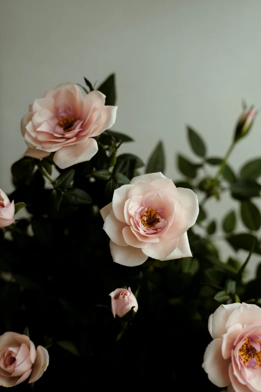 many pink flowers bloom in a black vase